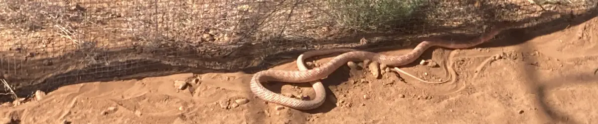 Red racer in the chicken run