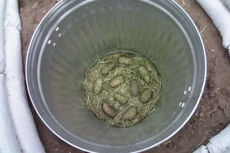 potatoes laid on straw in can