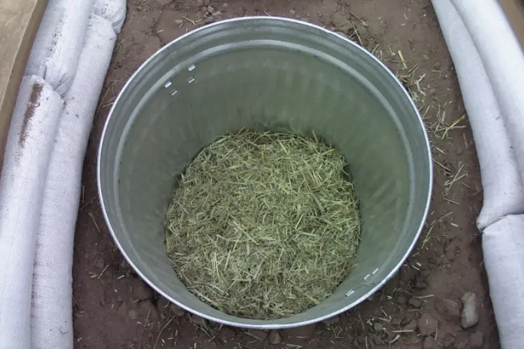 potatoes covered with more straw in can